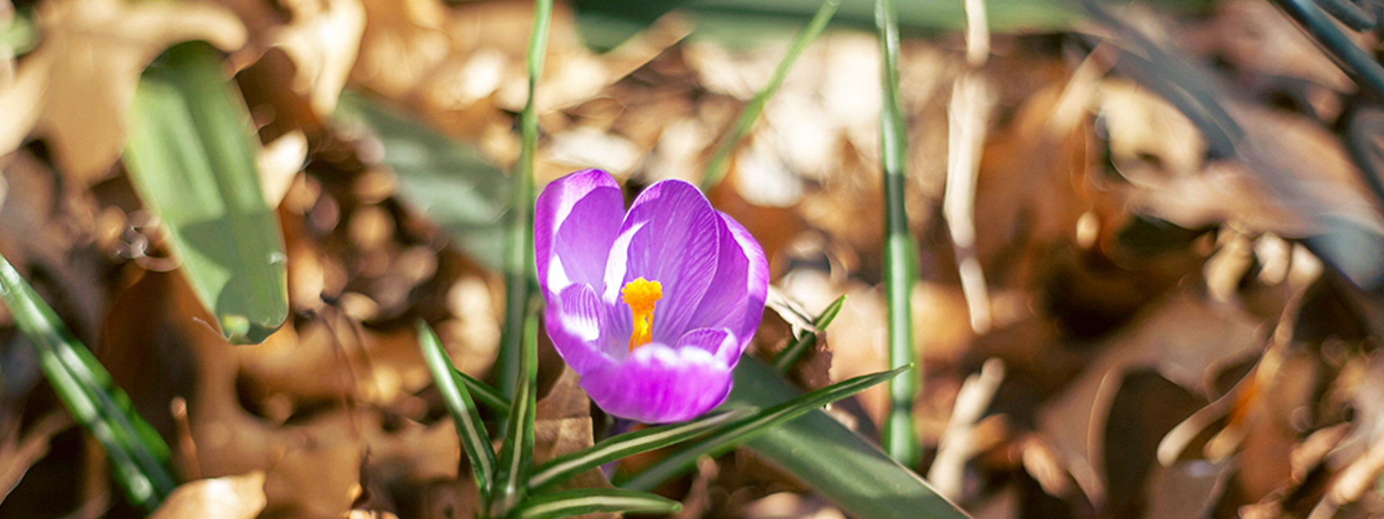 The Brindle Voice March 2026**Read here