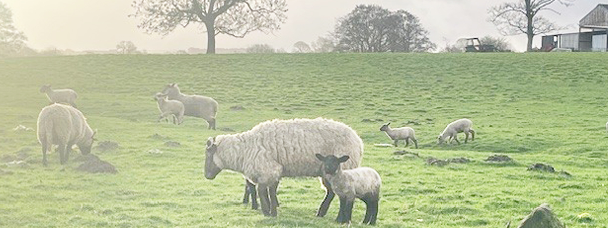 The Brindle Voice April 2026**Read here